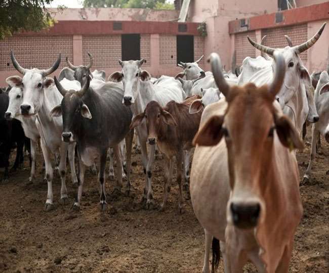गोशाला में 78 गायों की मौत, कई बीमार