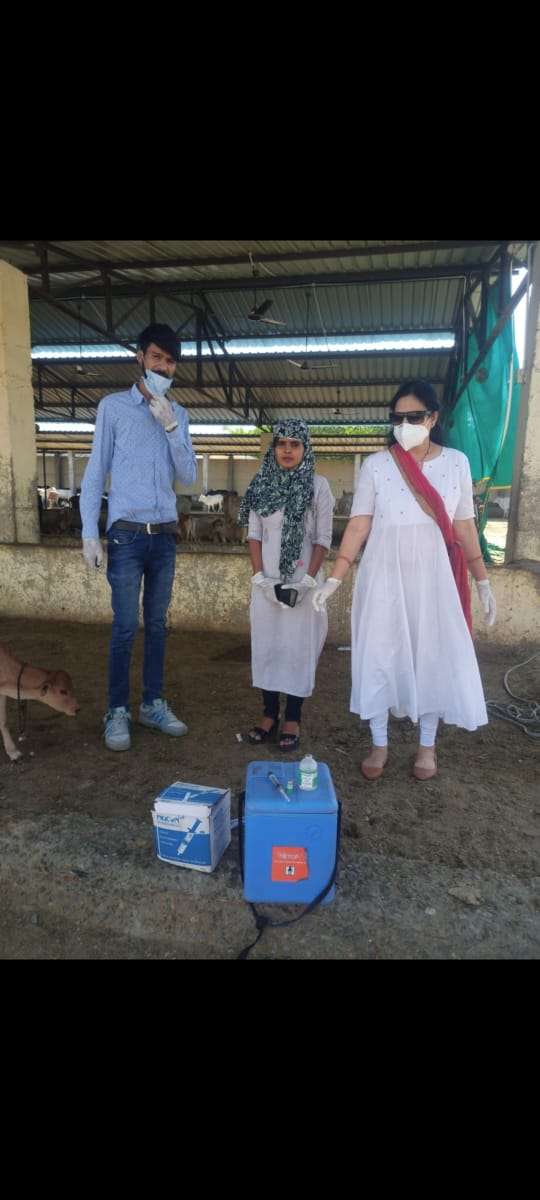 ज़िले में पशुओं में लंपी रोग से बचाव के लिए टीकाकरण अभियान शुरू