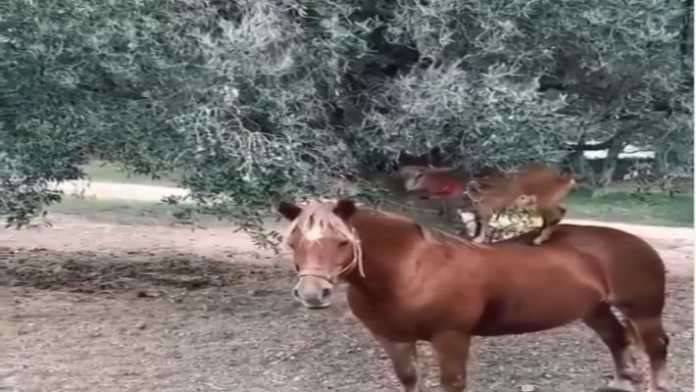 घोड़े की पीठ पर चढ़ बकरी ने किया अपने खाने का जुगाड़, वीडियो देख ‘फटी’ रह जाएंगी आंखें