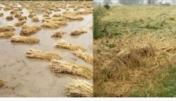  भीलवाडा जिले में बारिश-ओलों ने धो दिए किसानों के अरमान, सरसों और गेहूं की फसल को नुकसान