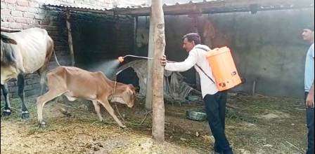 भारतीय किसान संघ के सदस्यों ने गायों पर दवा का छिड़काव
