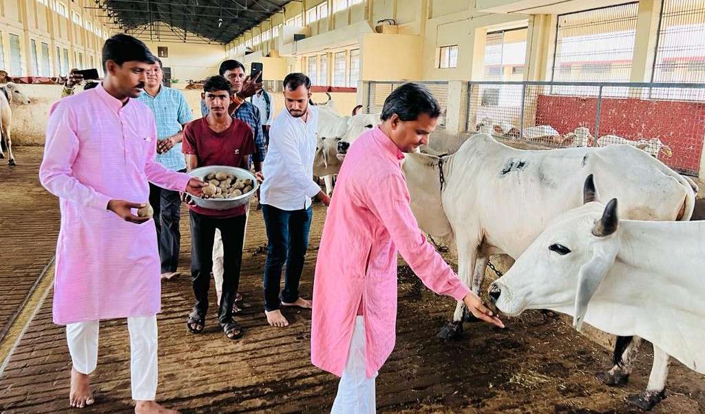 पीएम नरेन्द्र मोदी के जन्मोत्सव पर माधव गौशाला में गायों को लापसी खिलाई